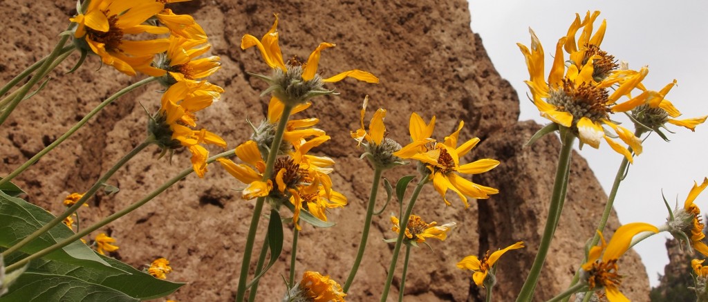 wild flowers