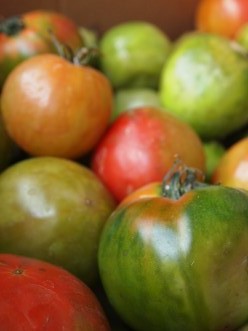 garden tomatoes