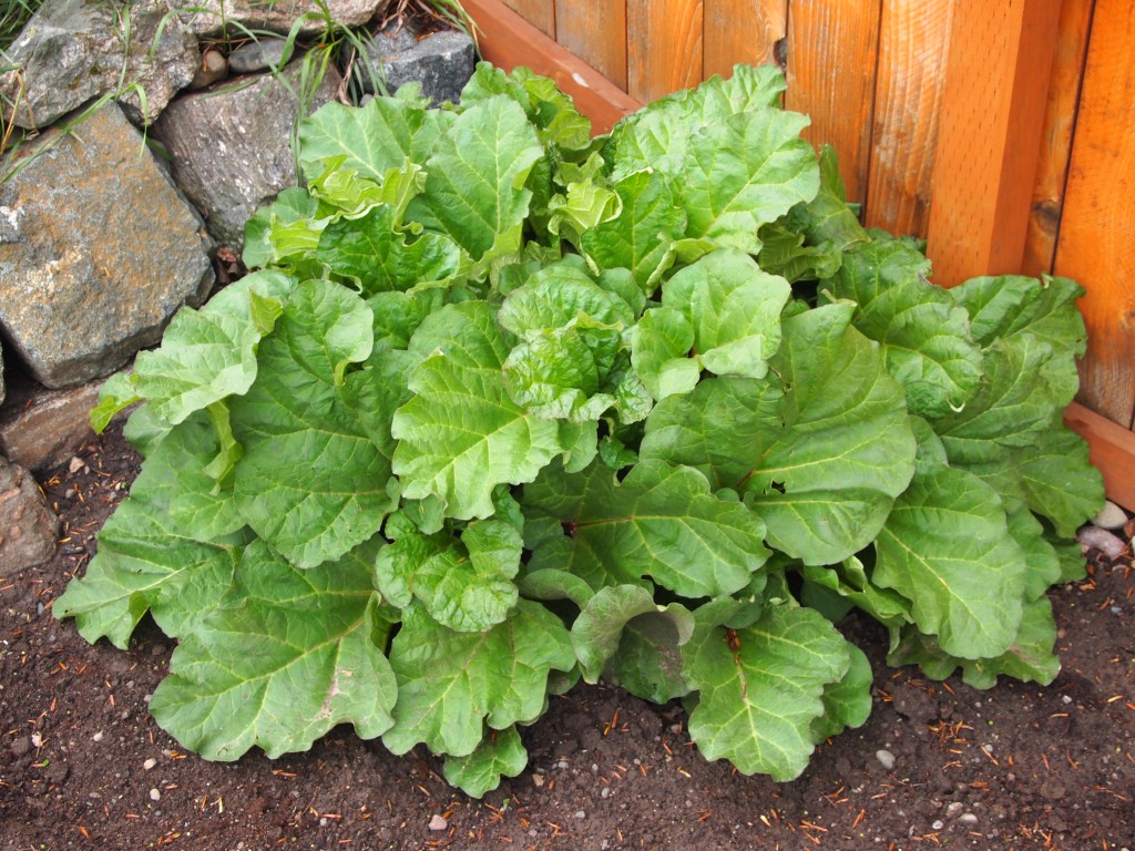 my garden rhubarb plant