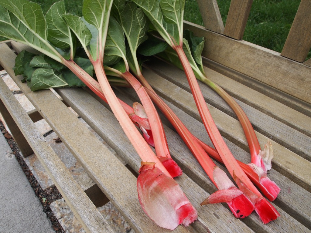 rhubarb stalks