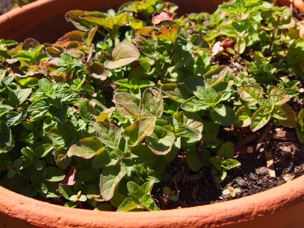 garden oregano