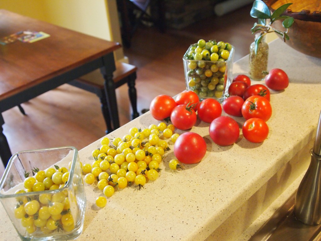 garden tomatoes