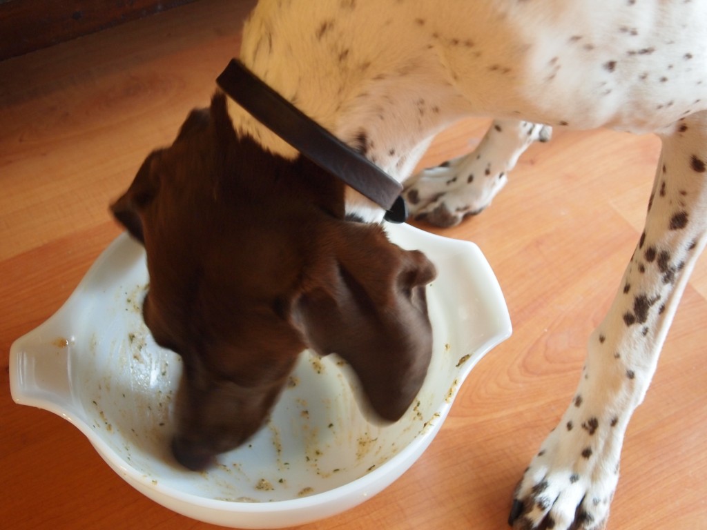 doggy licking bowl